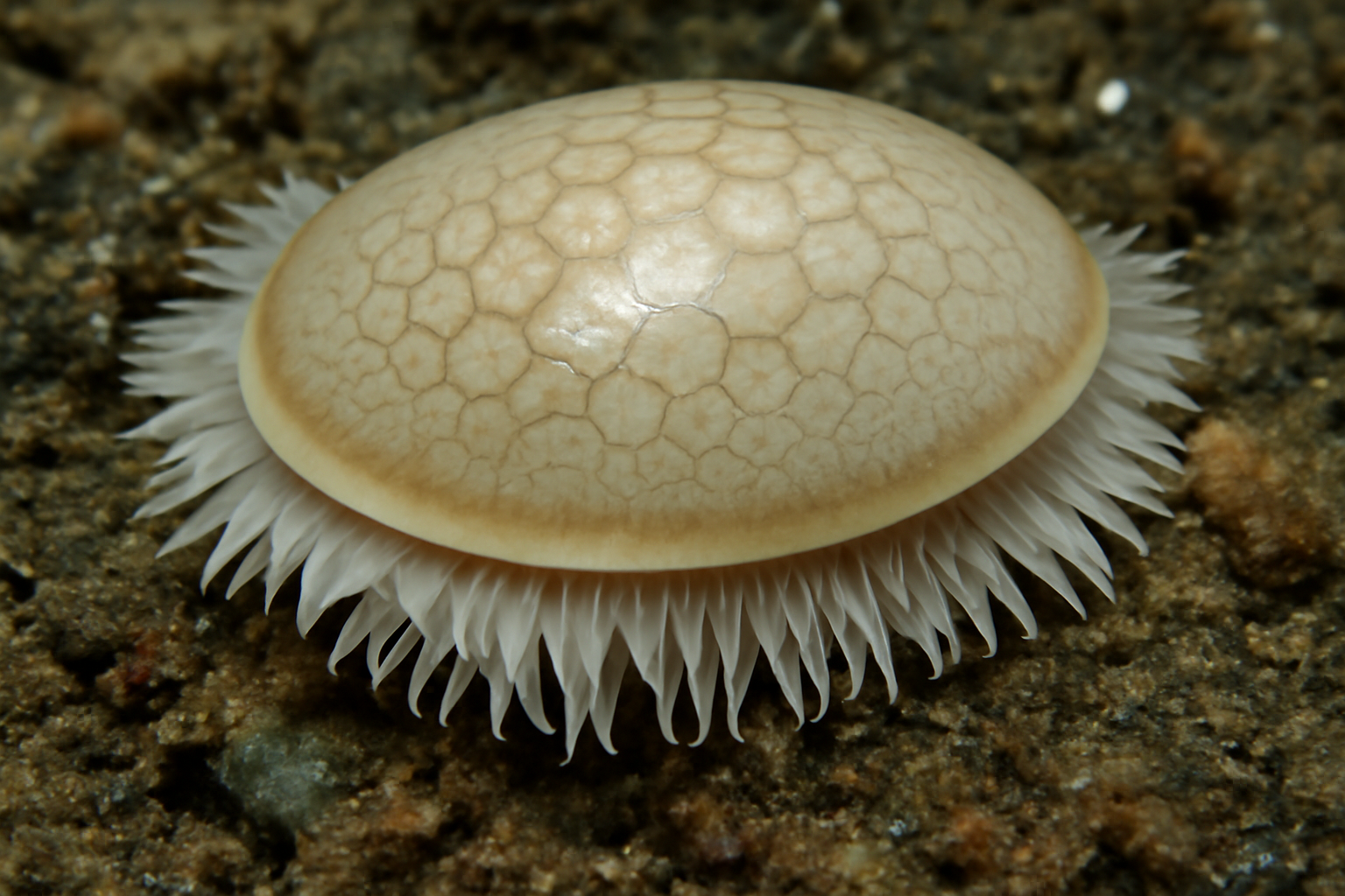 Veleropilina reticulata
