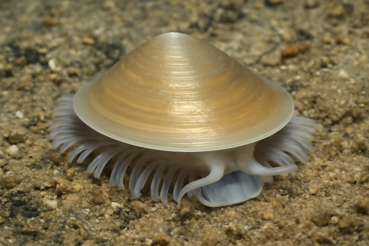 Veleropilina segonzaci