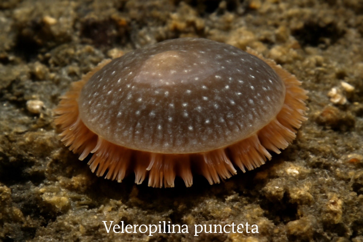 Veleropilina punctata