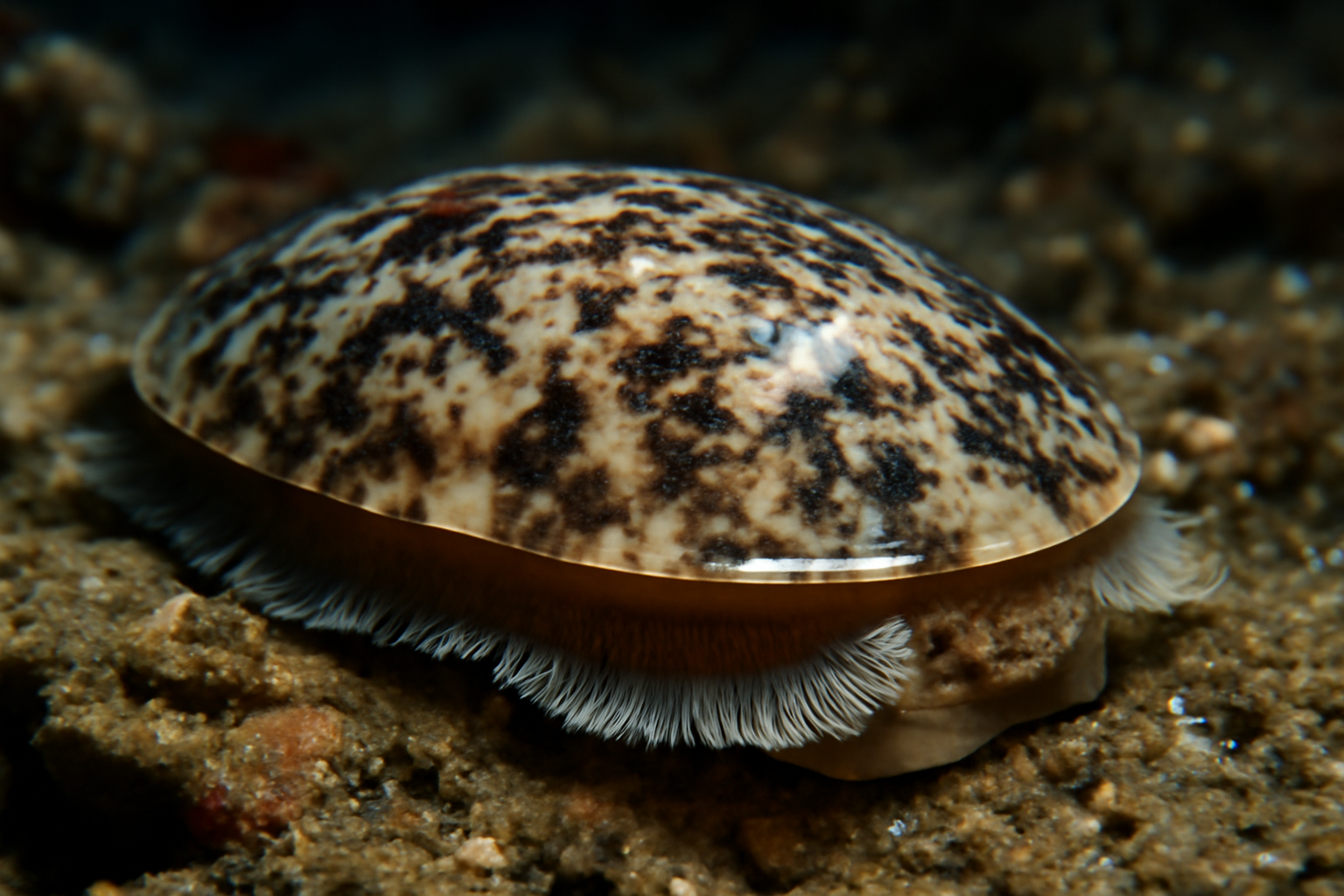 Marbled monoplacophoran