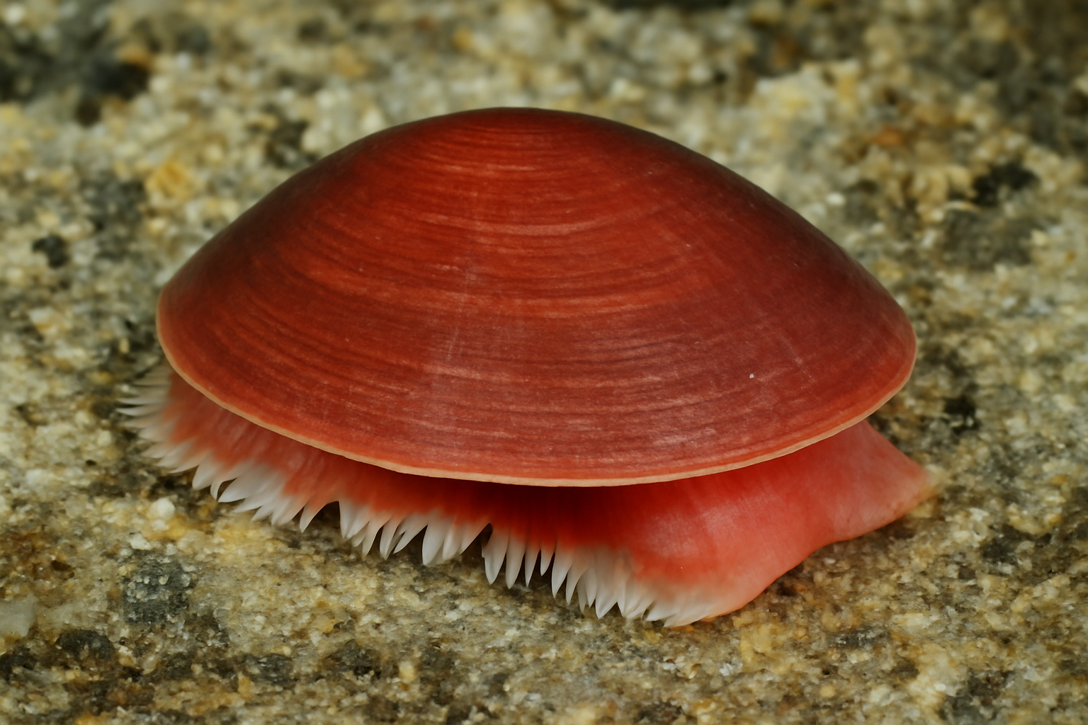 Red monoplacophoran
