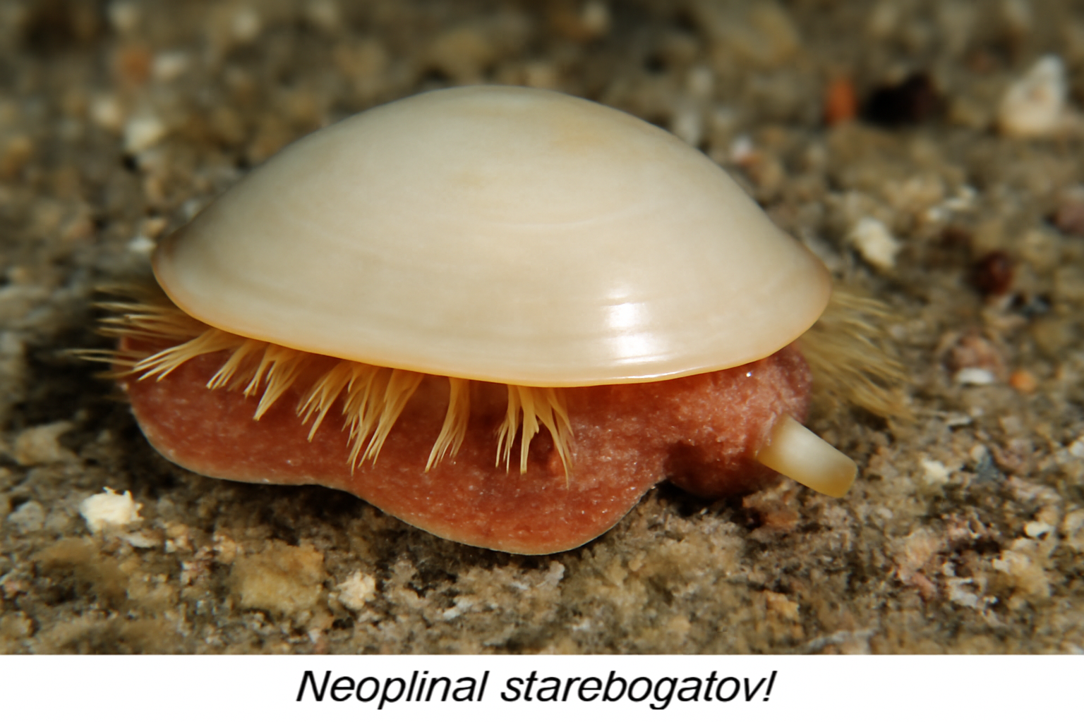 Neopilina starobogatovi