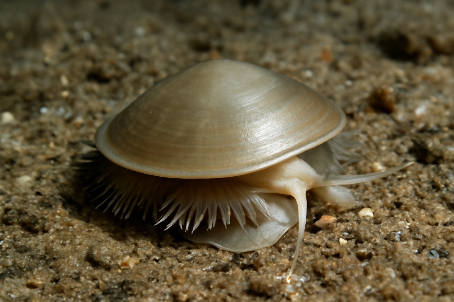 Neopilina rebainsi