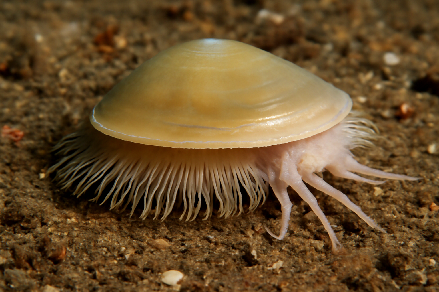 Neopilina ewingi