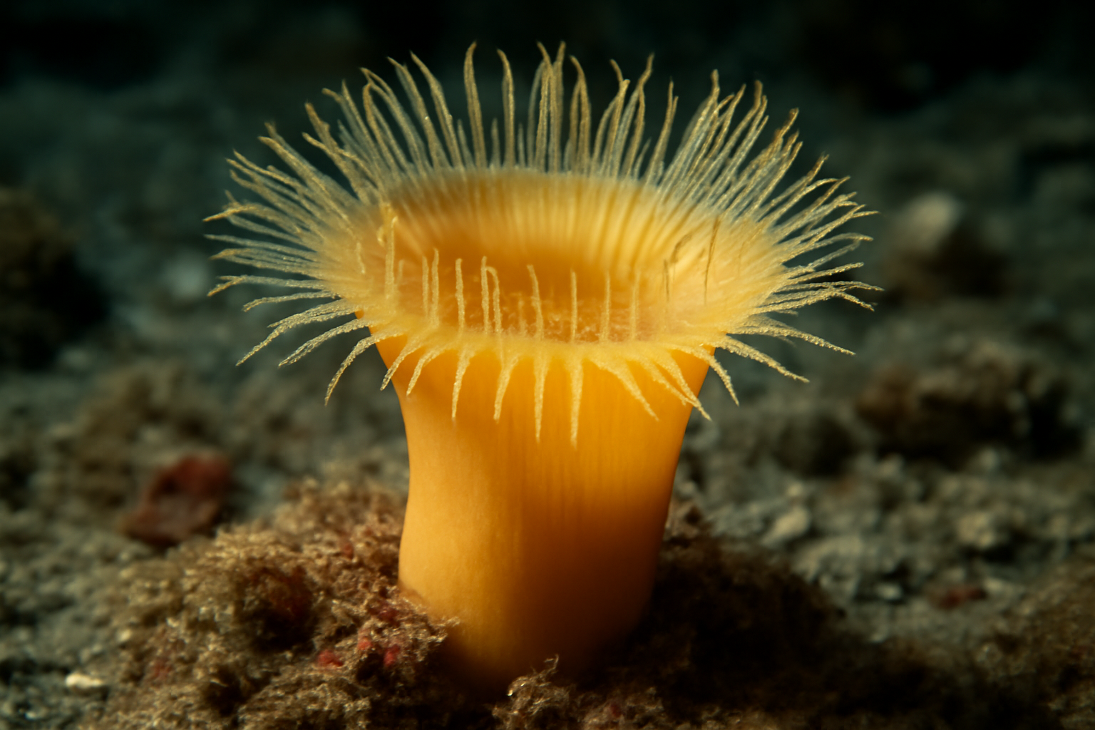 Vema's Coral