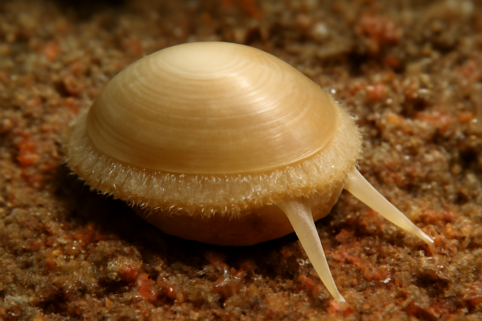 Micropilina arntzi