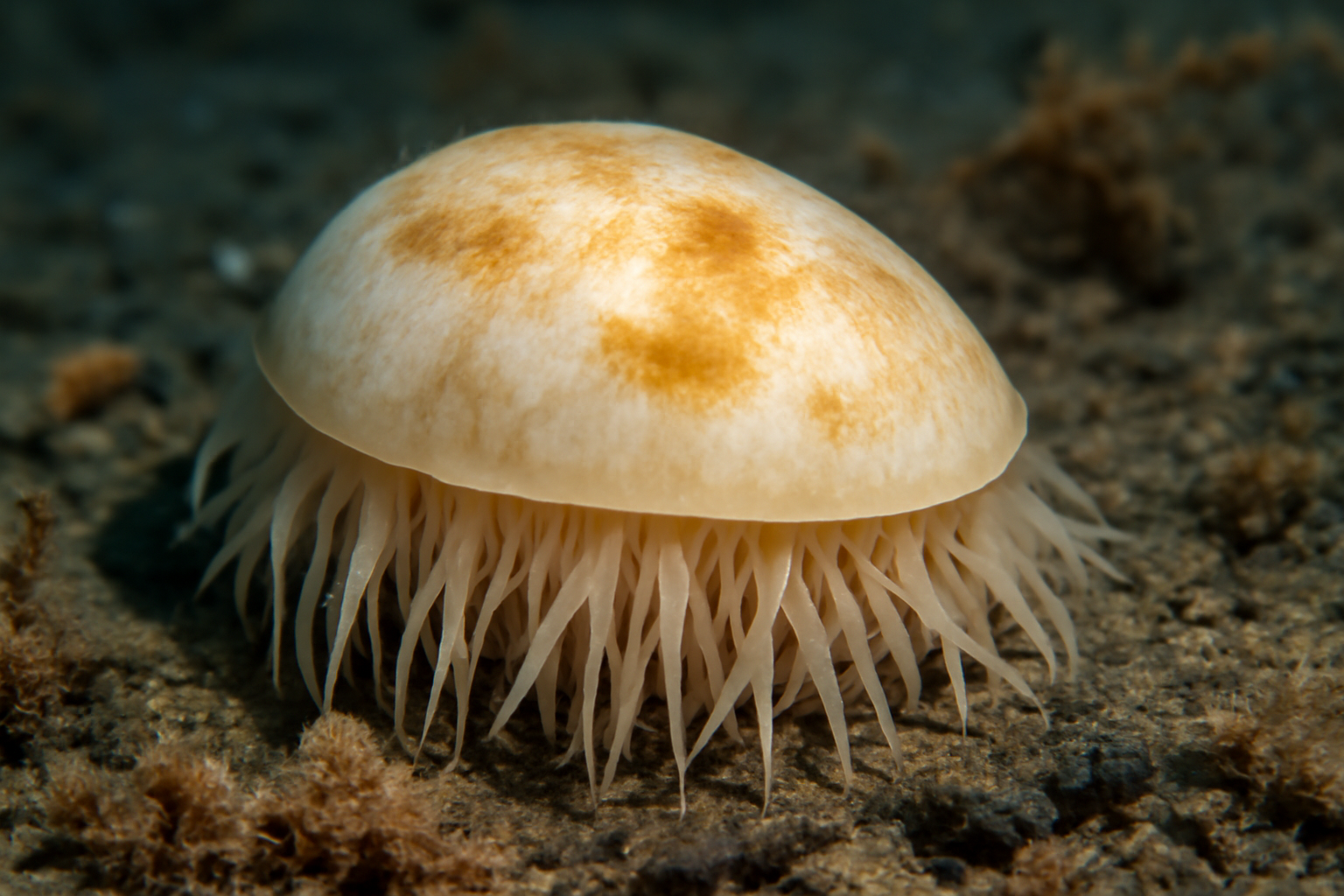 Great Rokopella
