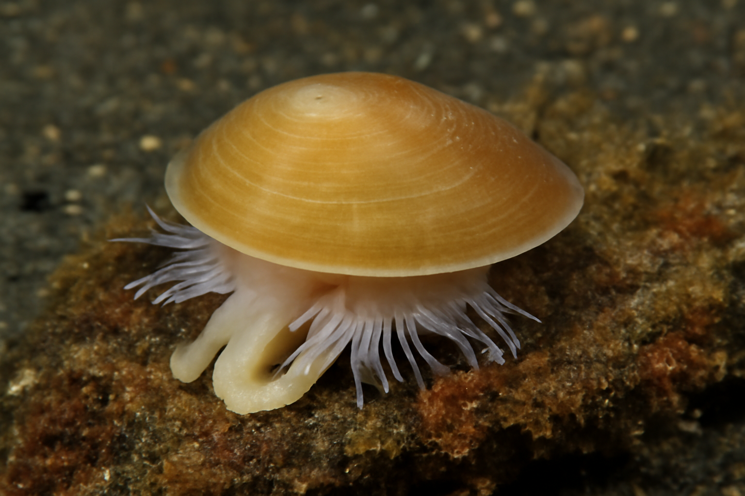 Deepwater Micropilina