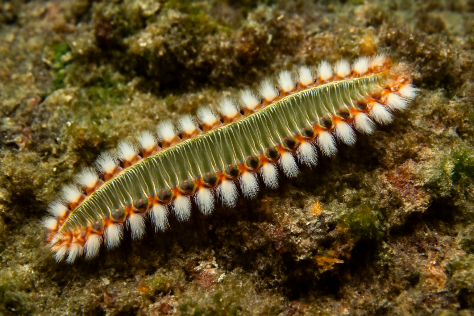 Bearded Fireworm