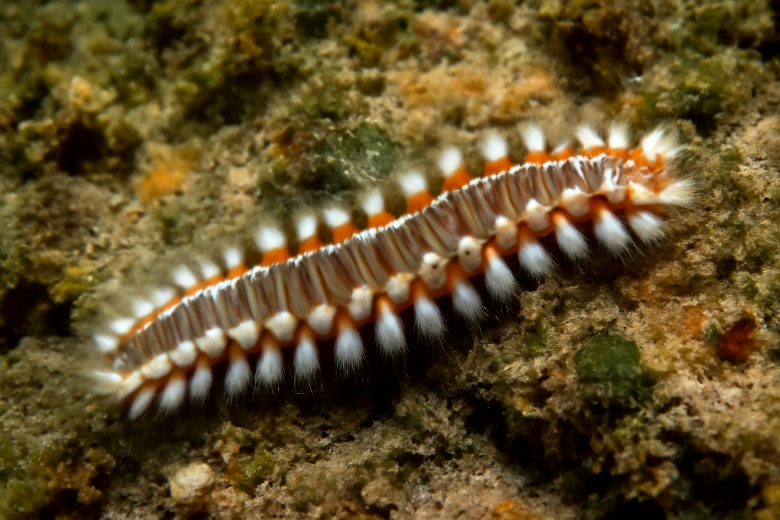 Banded Fireworm