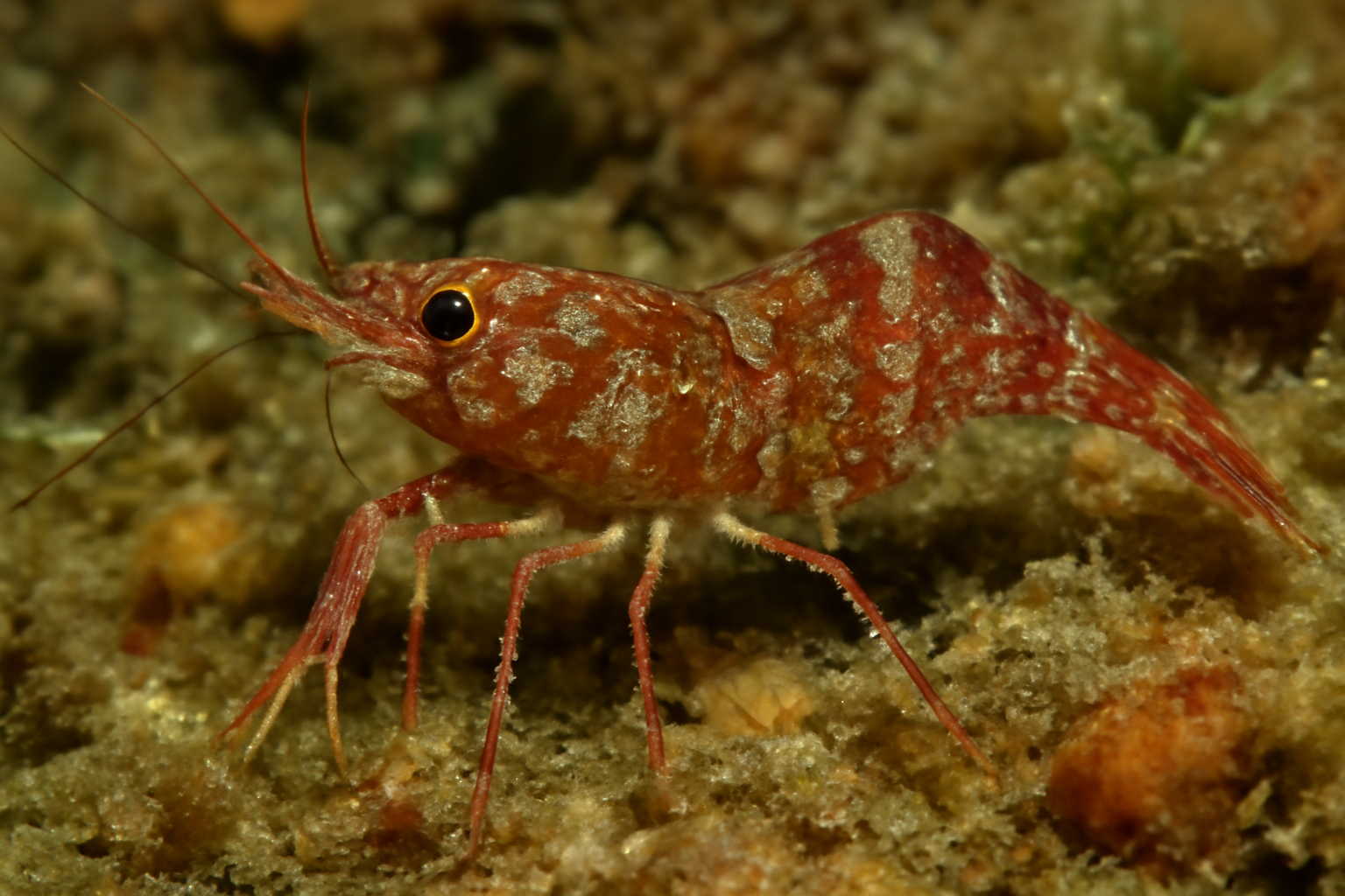 Hippolyte's Prawn