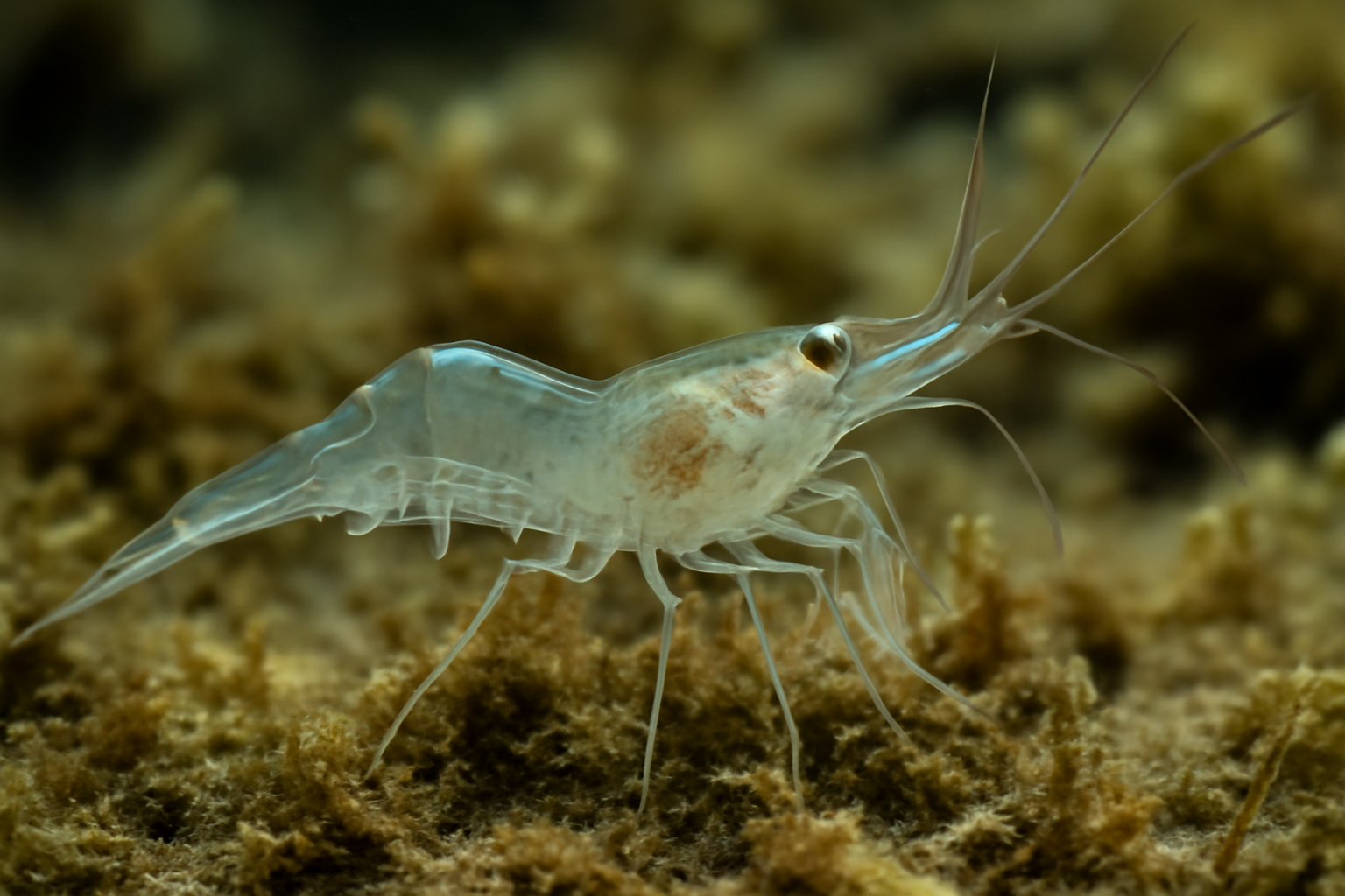 Hippolyte's Ghost Shrimp