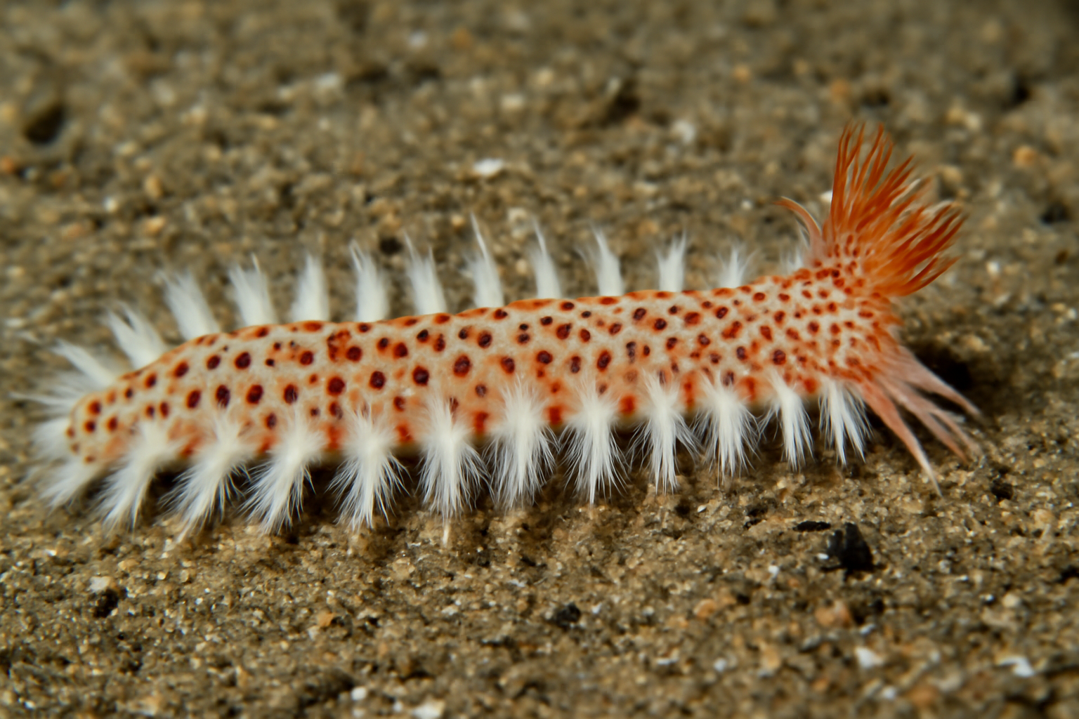 Spotted Linopherus