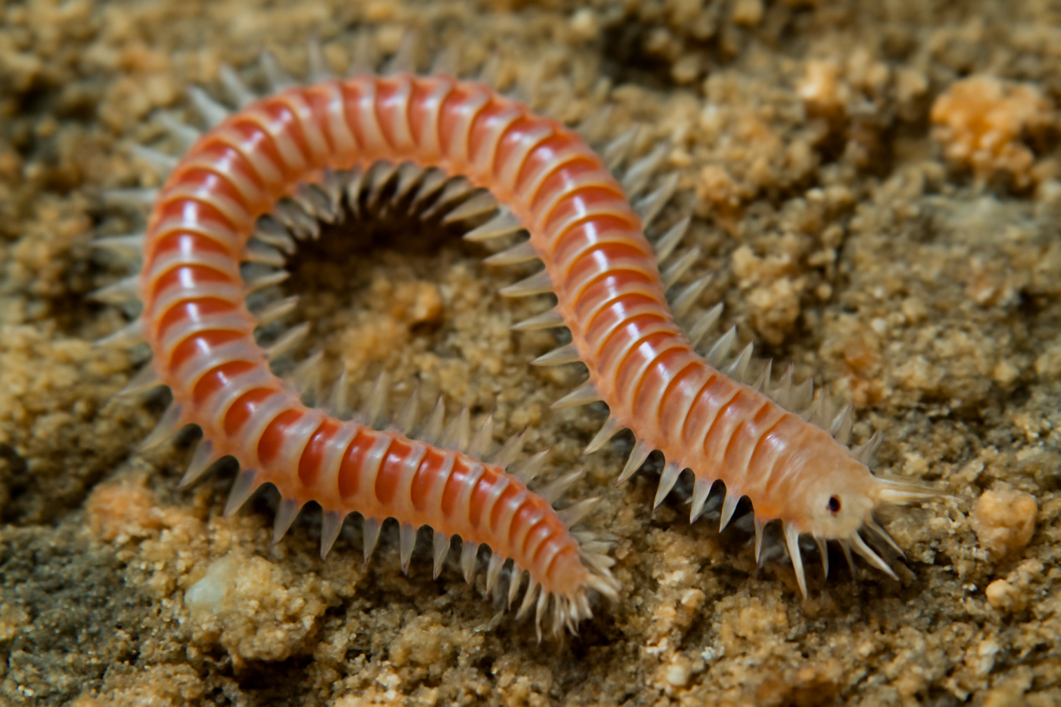 Ringed Polychaete