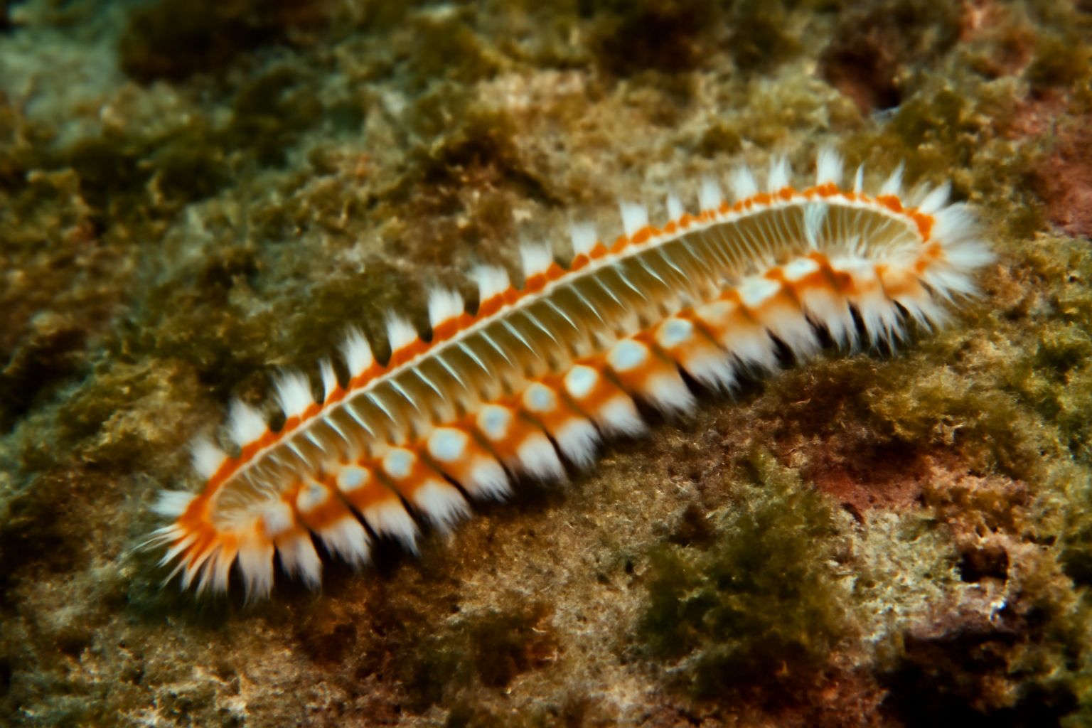 Caribbean Polychaete