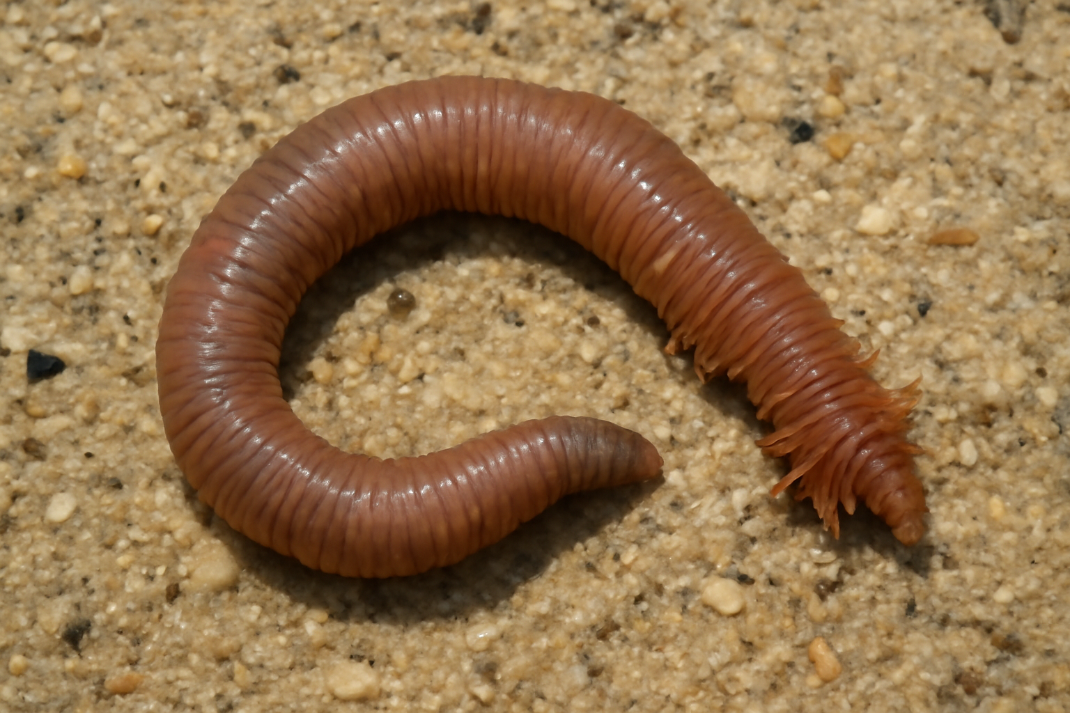 Common lugworm