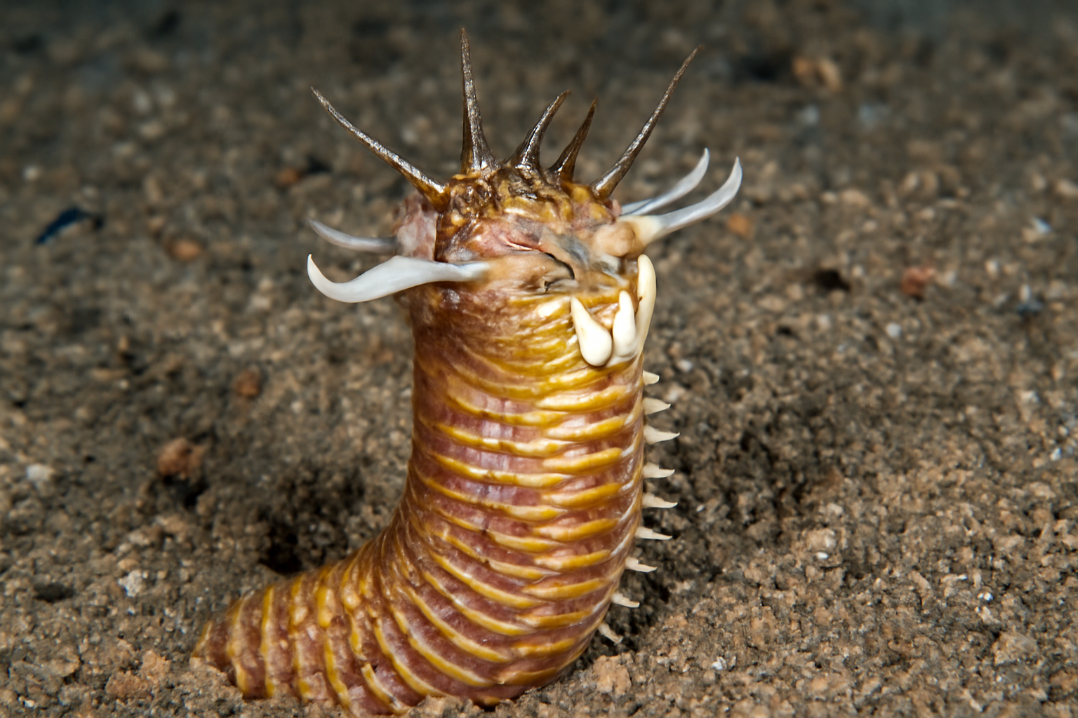 Bobbit Worm
