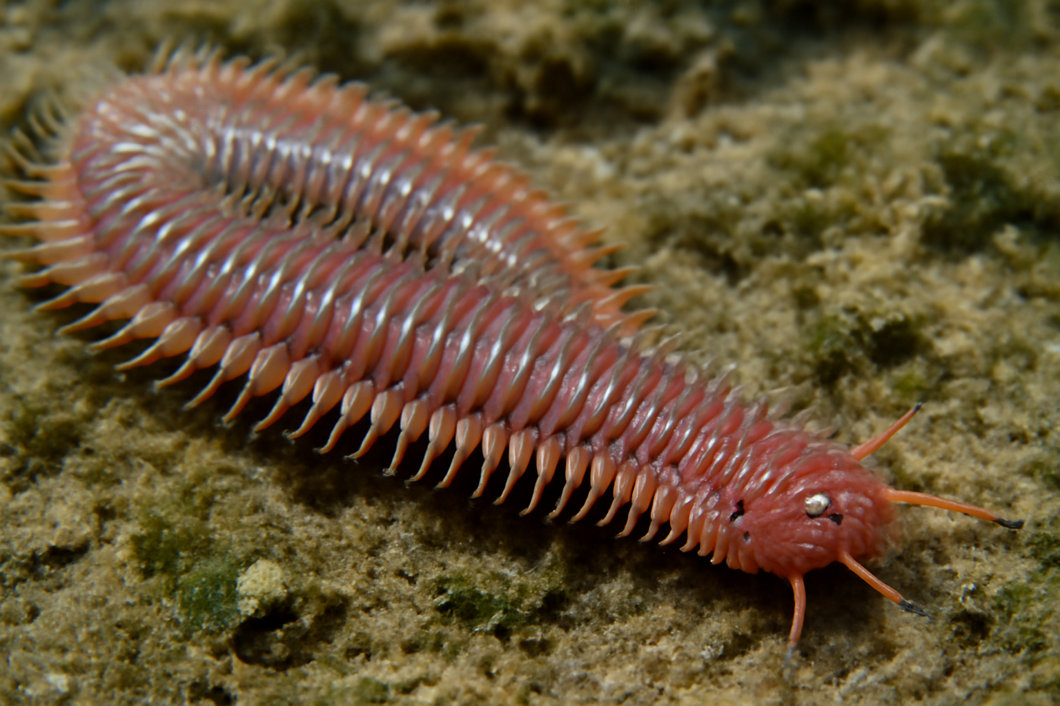 Giant Palolo Worm