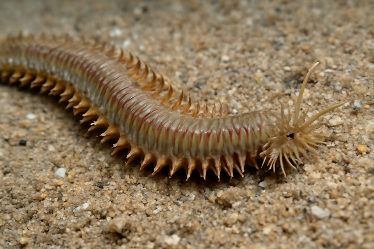 Sandworm