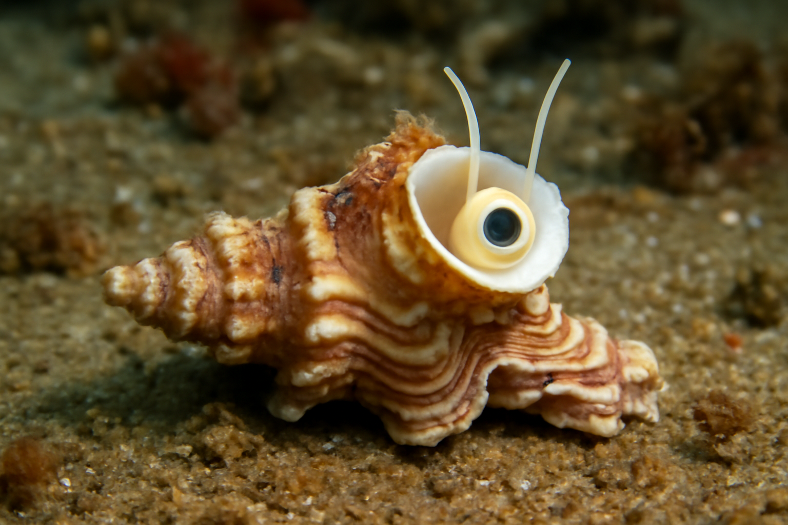 Collared Worm-shell