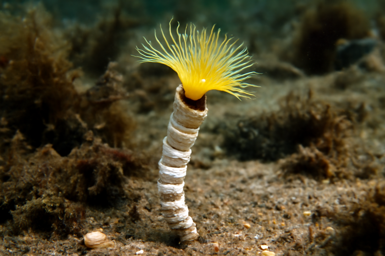 North Atlantic Worm-shell