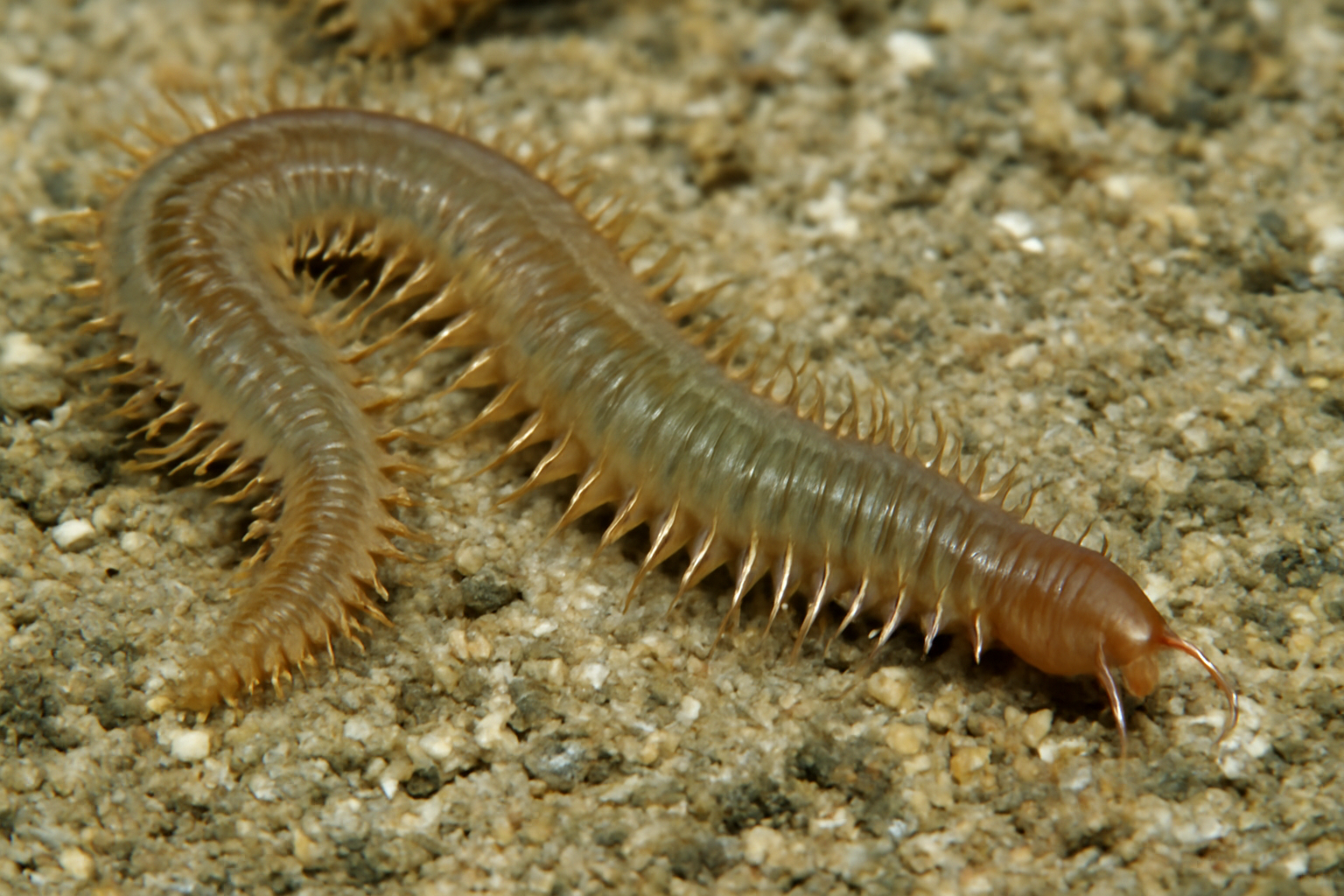 Mudworm