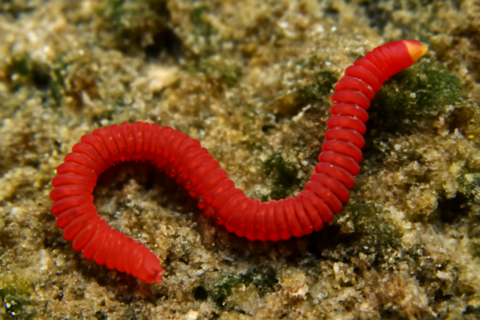 Red Palolo