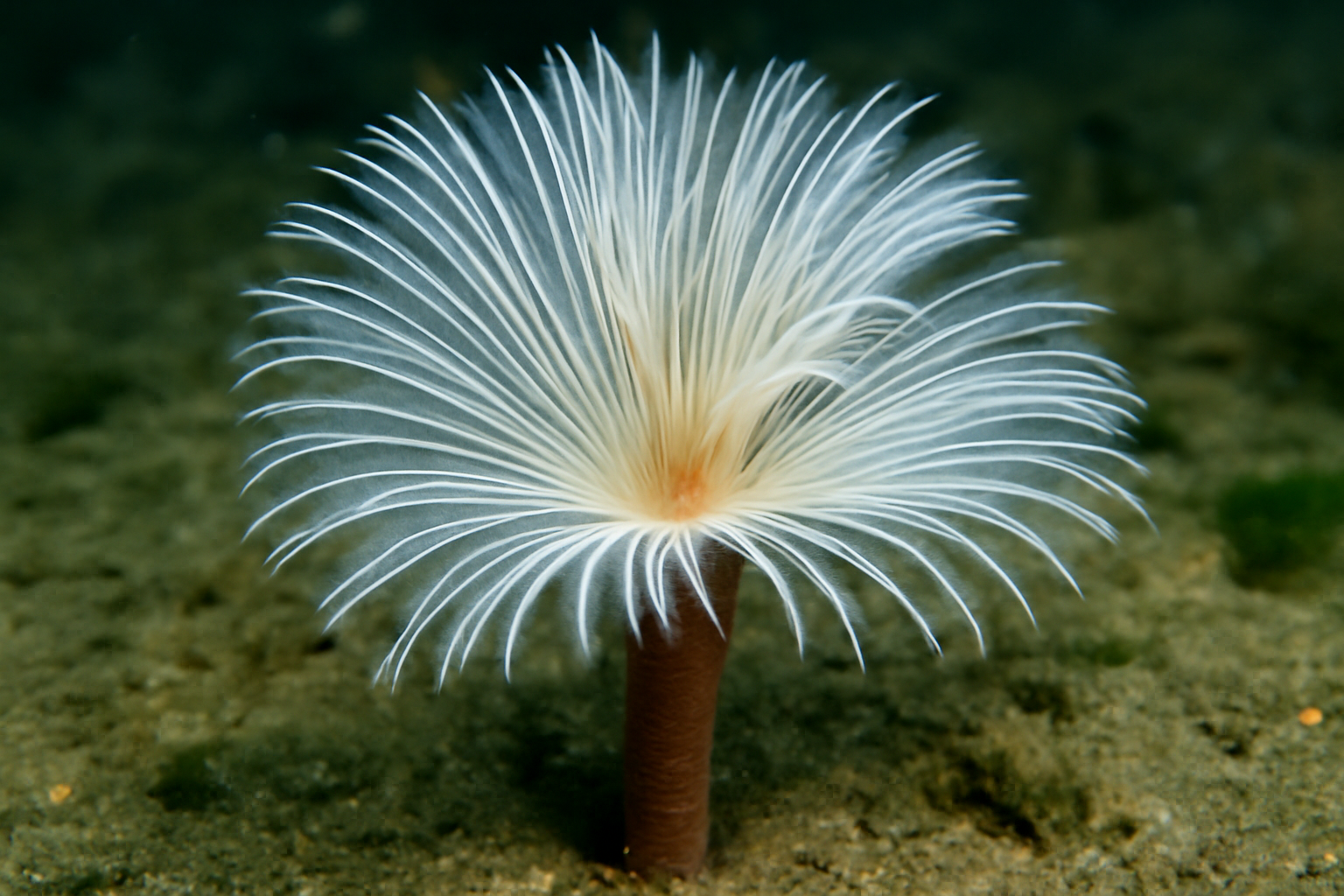 Arctic tube worm