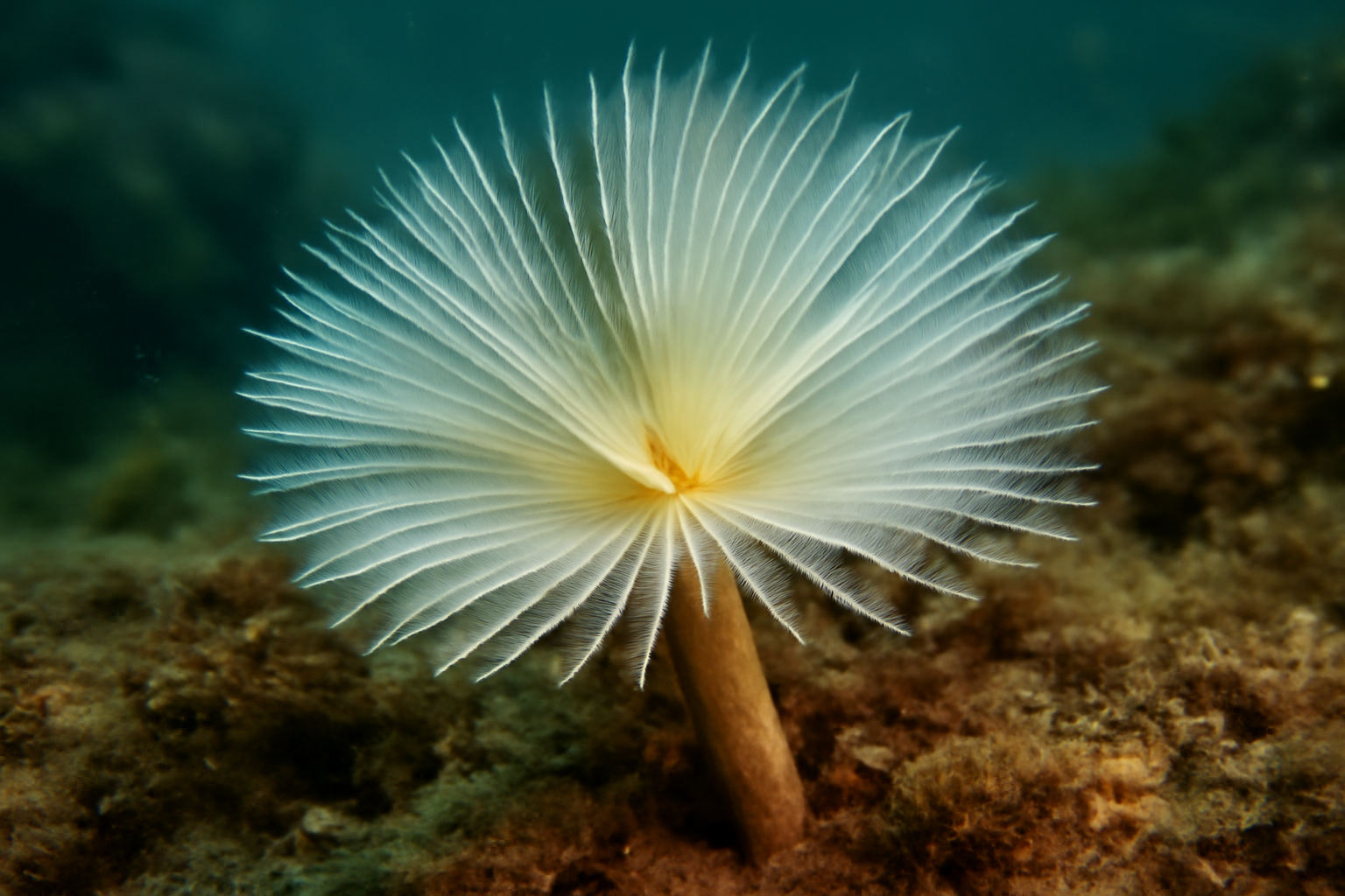 Southern tube worm