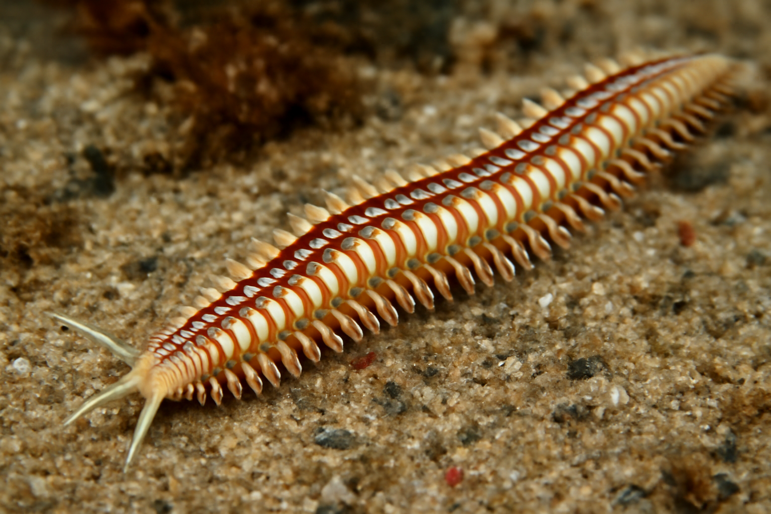 Striped Paddleworm