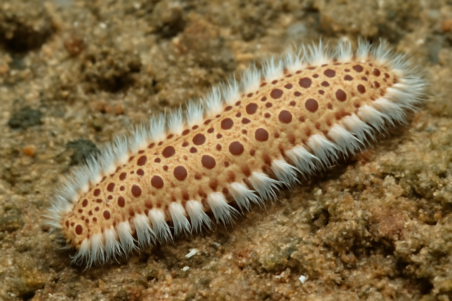Spotted Paddleworm