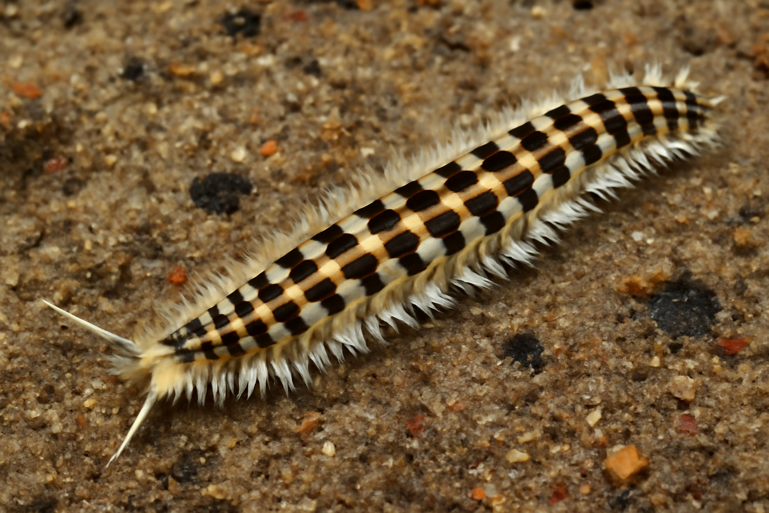 Checkerboard Paddleworm