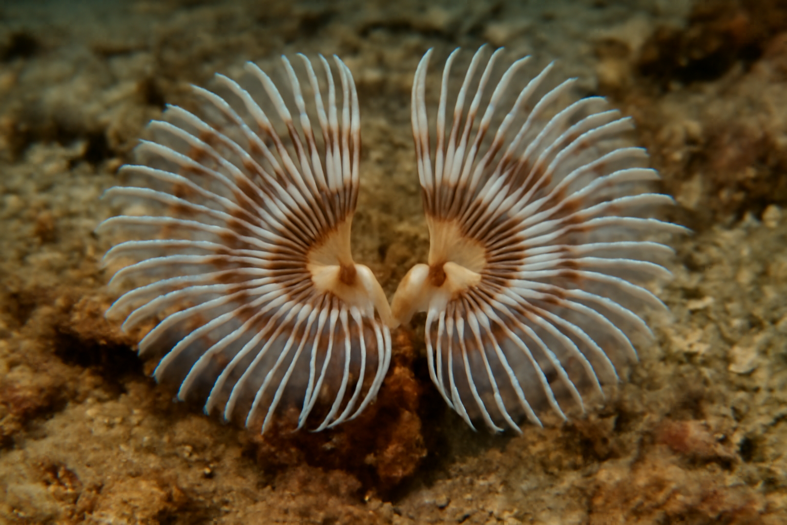 Split-crown feather duster