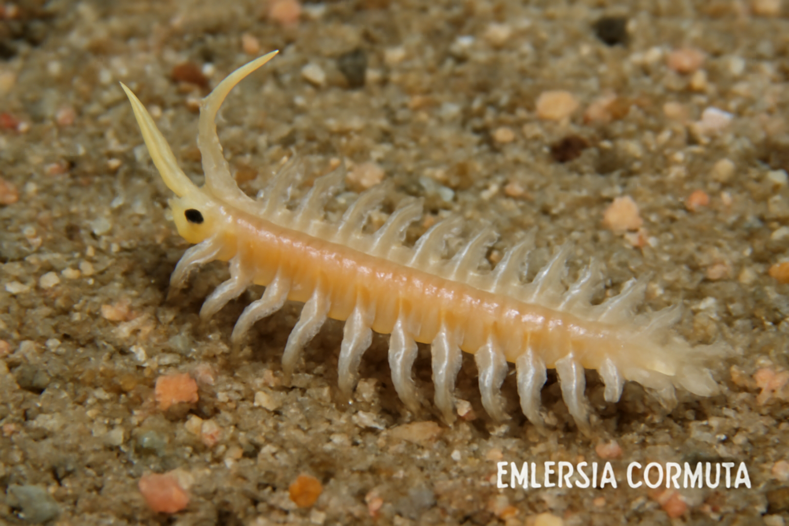 Ehlersia cornuta