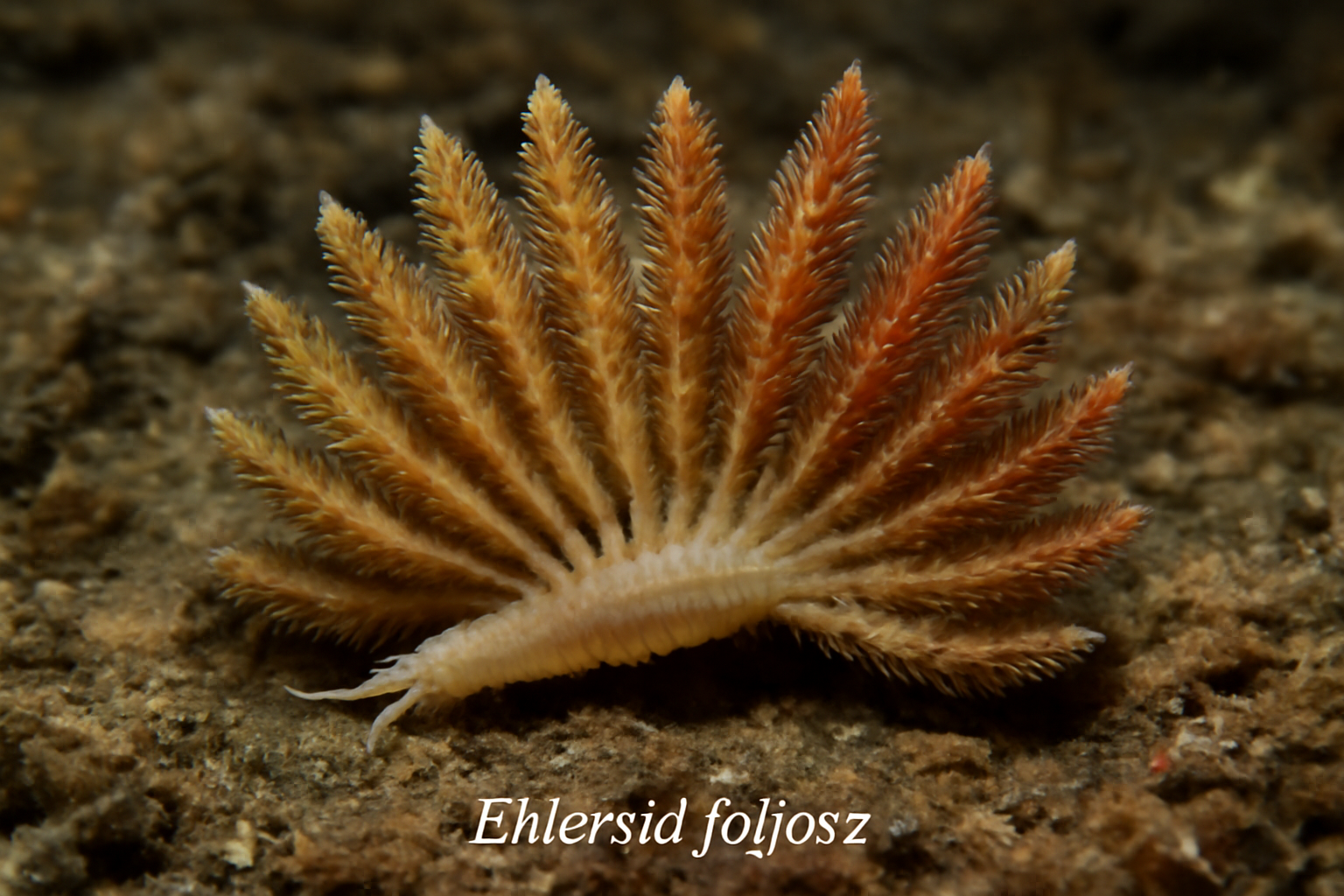 Ehlersia foliosa