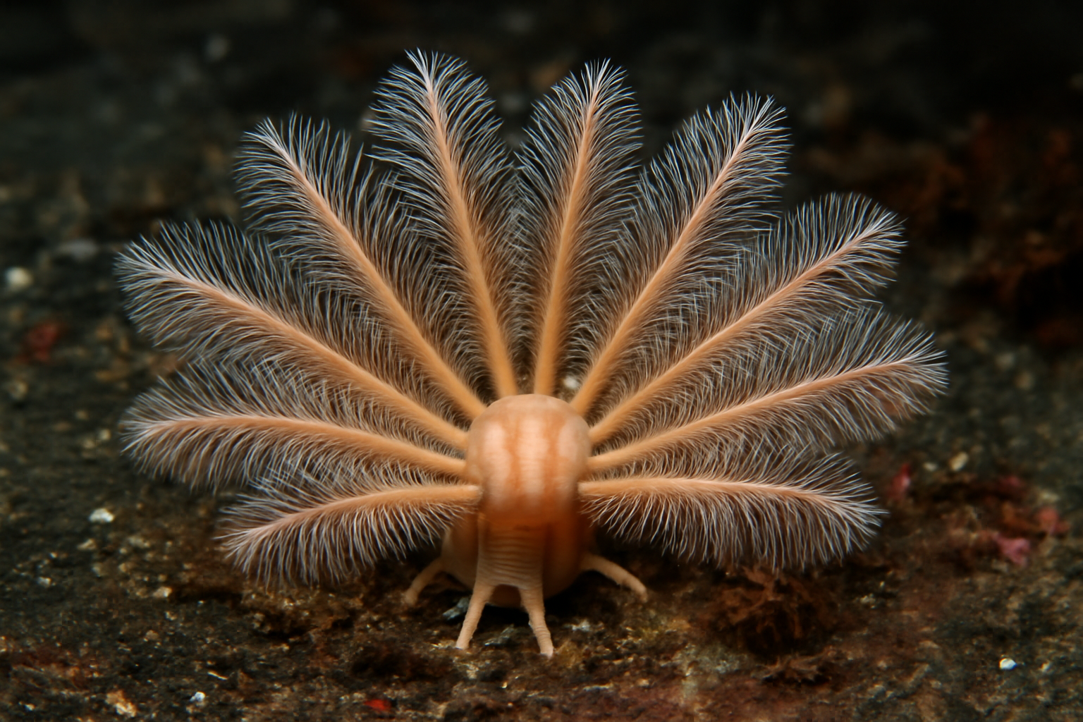 Ehlersia pallida