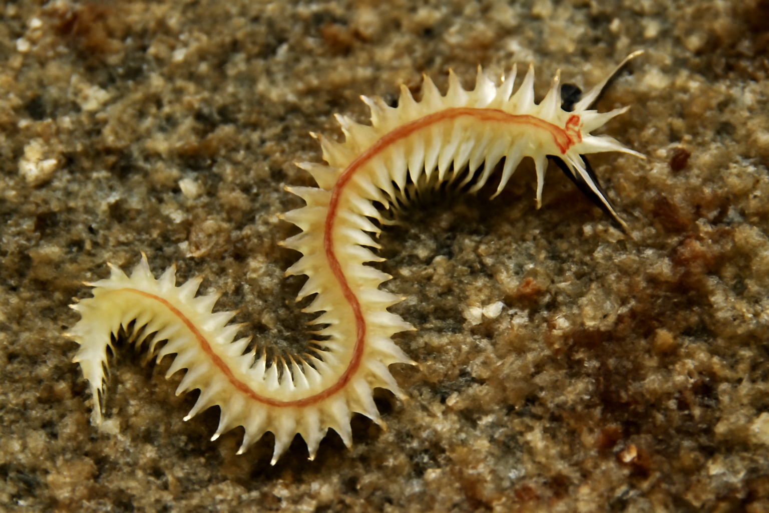 Eusyllis lamelligera