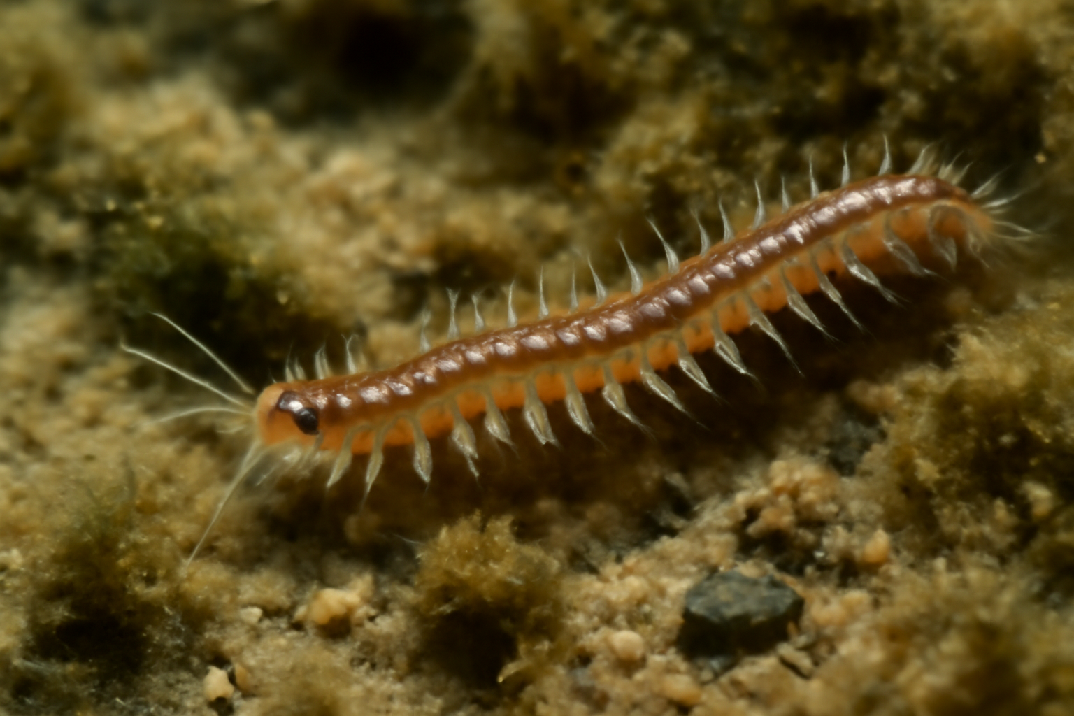 Exogone heterosetosa