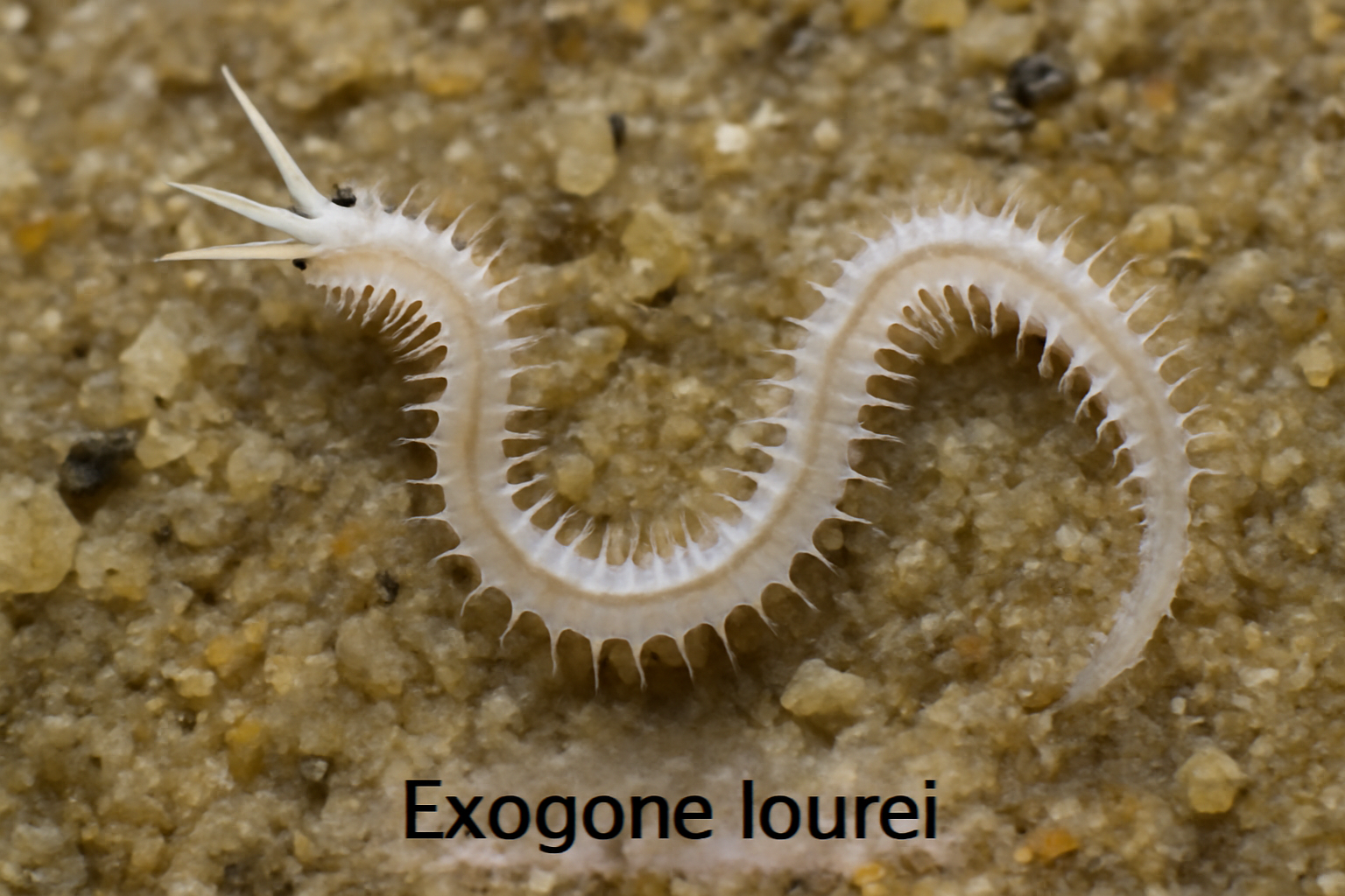 Exogone lourei