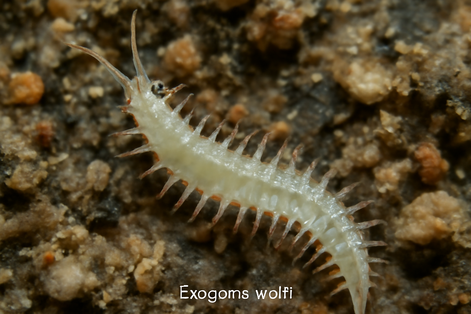 Exogone wolfi