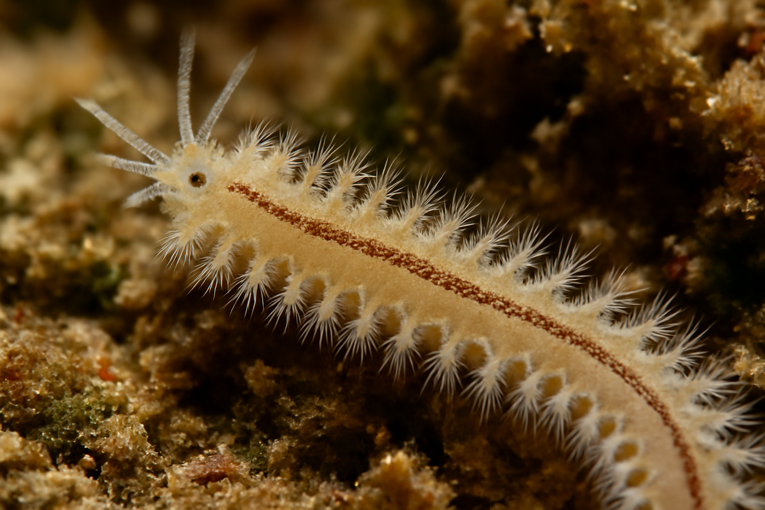 Grubeosyllis lanigera