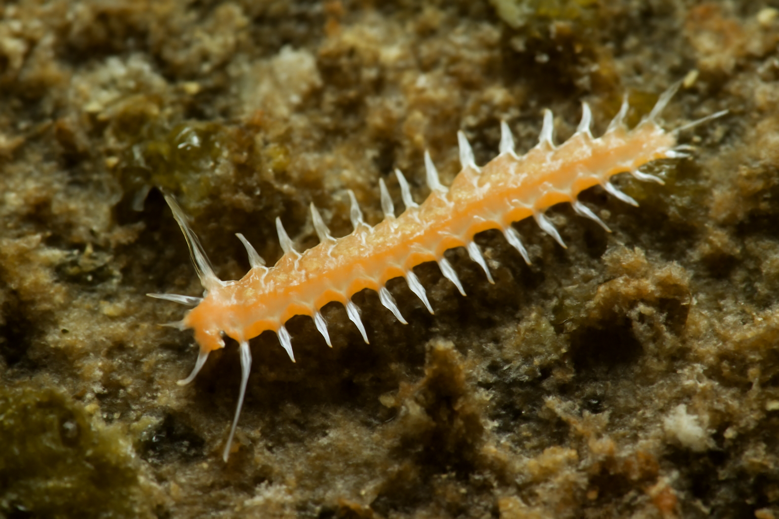 Grubeosyllis brevipalpa