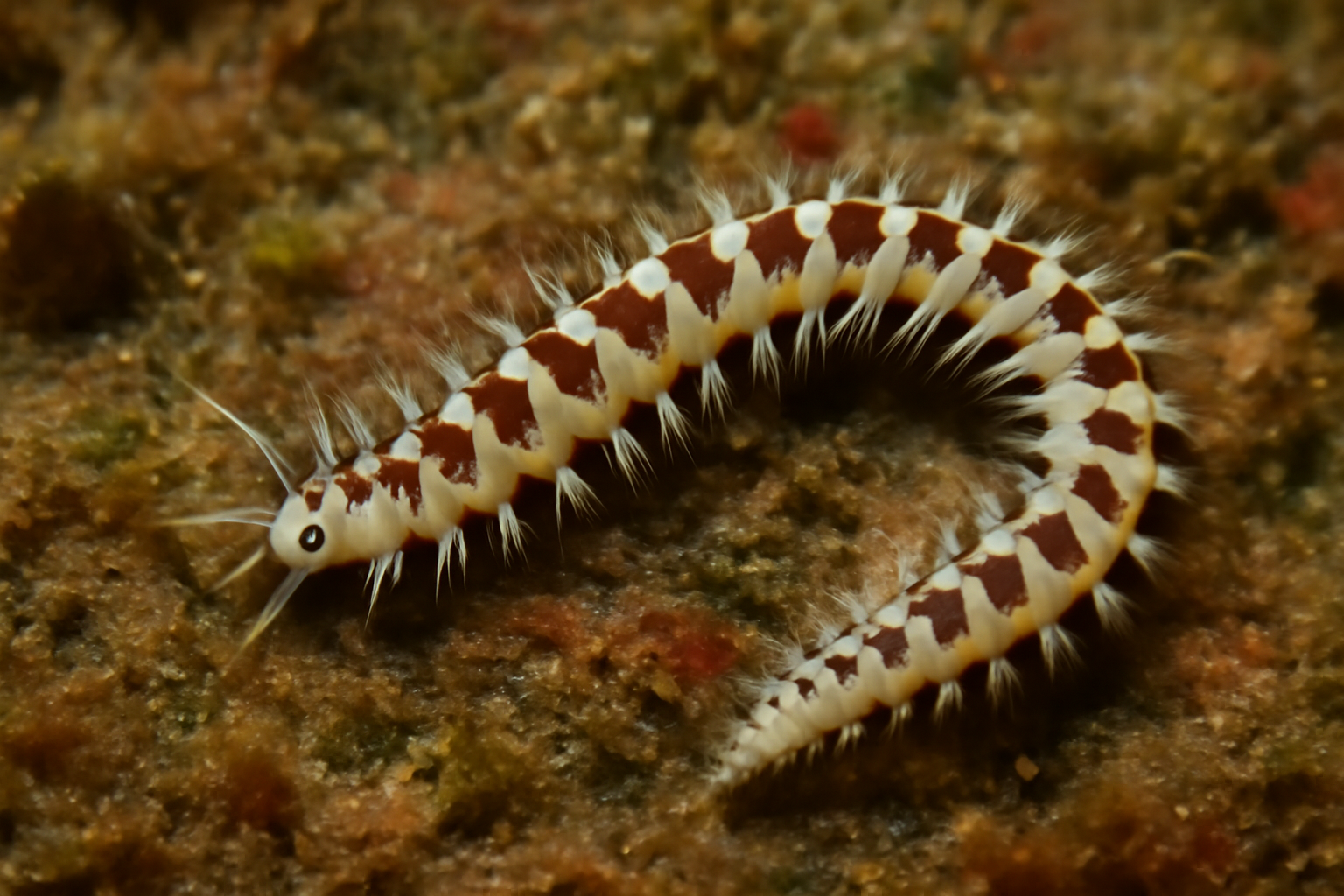Grubeosyllis clavata
