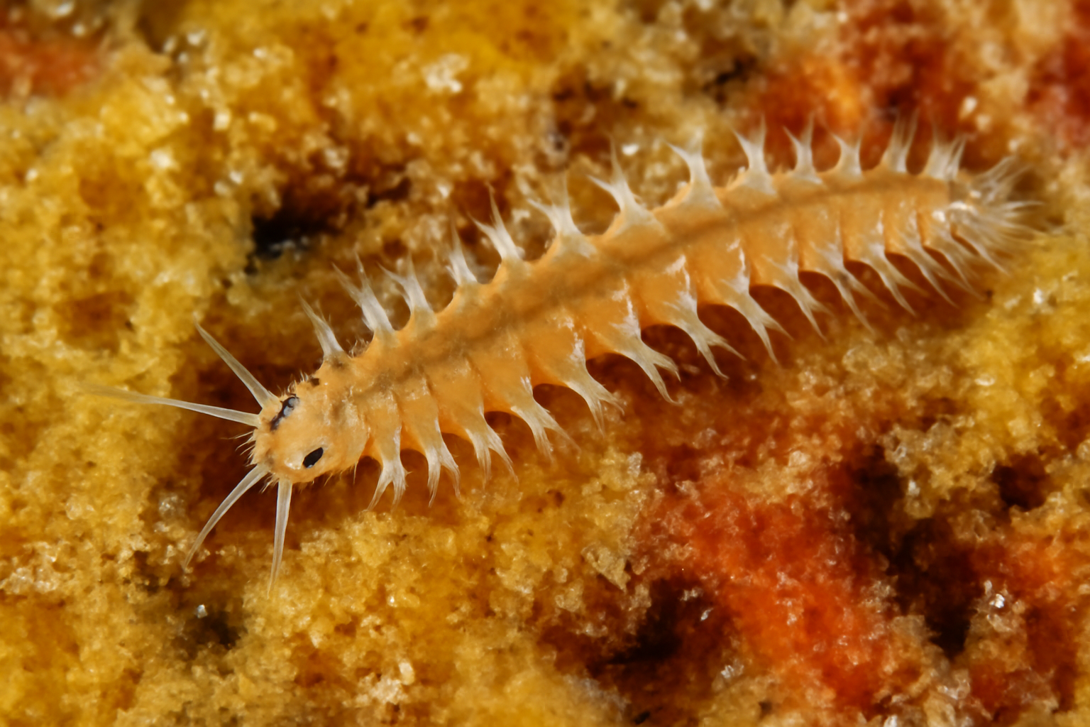 Haplosyllis spongicola