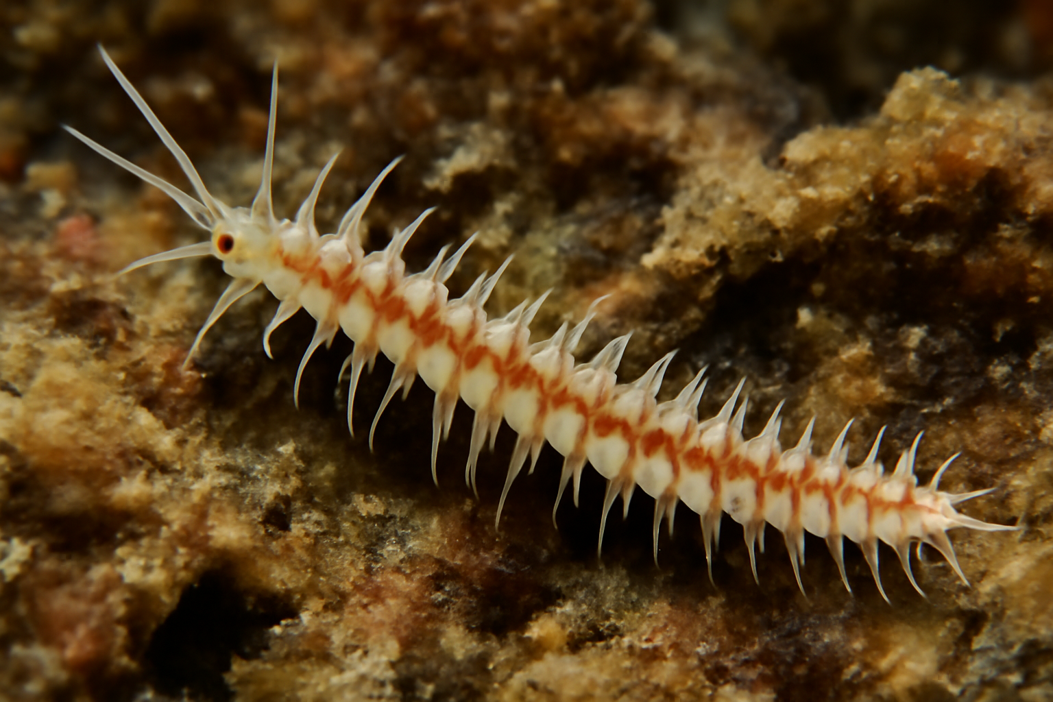 Haplosyllis langerhansi