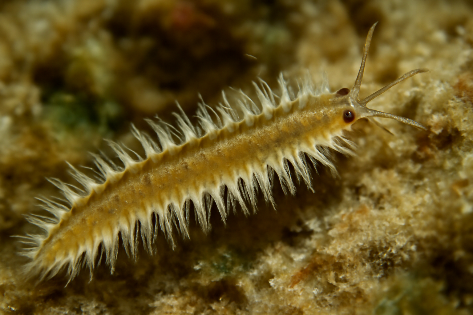 Haplosyllis aphroditis