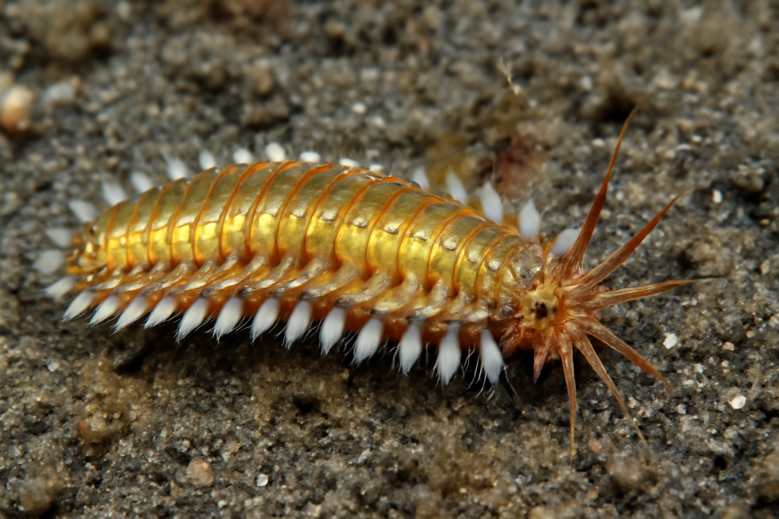 Swarming scale worm