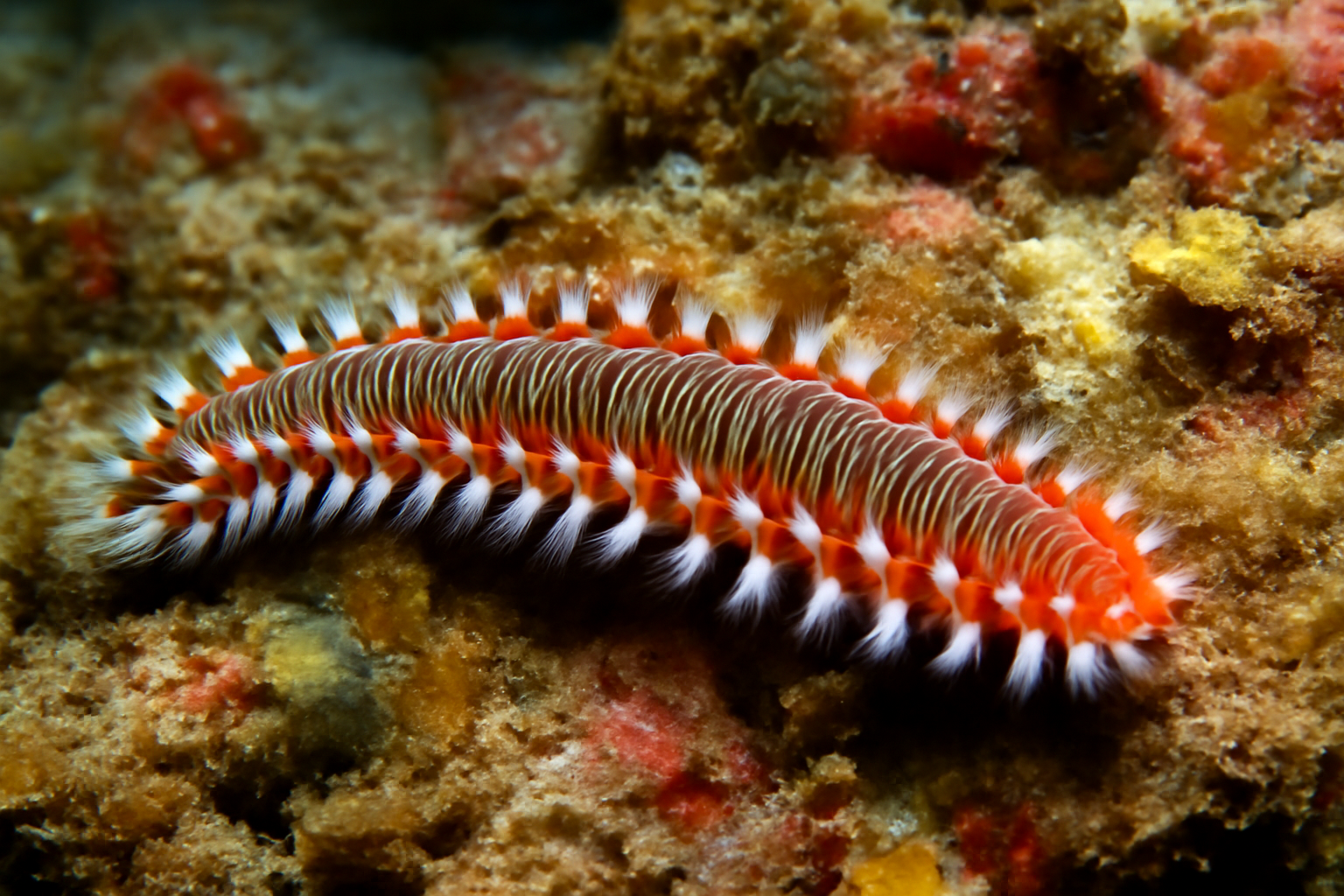 Harlequin Fireworm