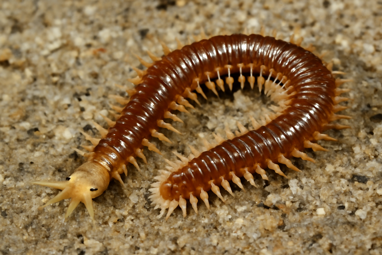 Ringed Sandworm