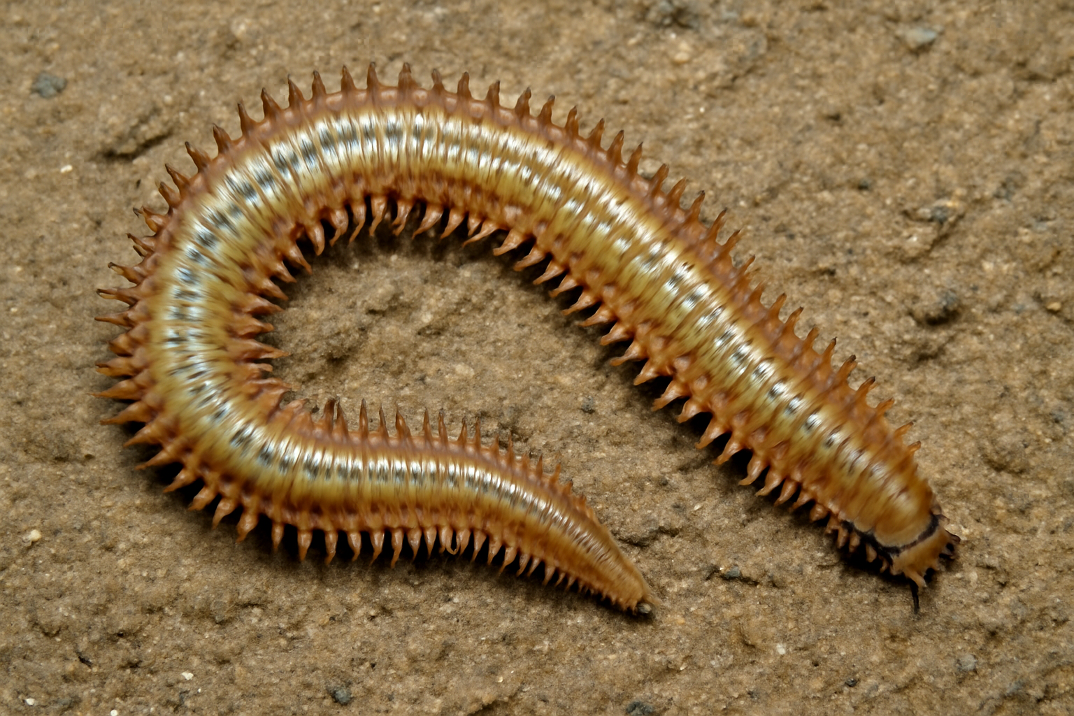 Southern Sandworm